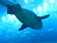 Dubai Mall Aquarium &ndash; &copy; Vicky Kern (Eberhardt TRAVEL)