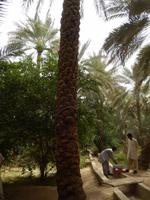 Al Ain Oase &ndash; &copy; Vicky Kern (Eberhardt TRAVEL)