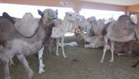 Ausflug nach Al Ain - Rundreise Arabische Emirate &ndash; &copy; Benjamin Rodriguez Manzanares (Eberhardt TRAVEL)