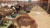 Ausflug nach Al Ain - Rundreise Arabische Emirate &ndash; &copy; Benjamin Rodriguez Manzanares (Eberhardt TRAVEL)