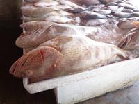 Fischmarkt von Sharjah (6) &ndash; &copy; Max Löffler (Eberhardt TRAVEL)