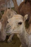 Kamelmarkt in Al Ain (15) &ndash; &copy; Max Löffler (Eberhardt TRAVEL)