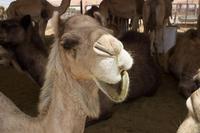 Kamelmarkt in Al Ain (18) &ndash; &copy; Max Löffler (Eberhardt TRAVEL)