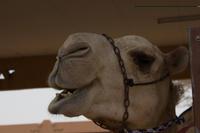 Kamelmarkt in Al Ain (21) &ndash; &copy; Max Löffler (Eberhardt TRAVEL)