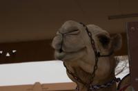 Kamelmarkt in Al Ain (22) &ndash; &copy; Max Löffler (Eberhardt TRAVEL)