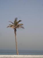Palmen in Sharjah (1) &ndash; &copy; Max Löffler (Eberhardt TRAVEL)