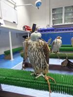 zu Besuch in der Falkenklinik von Abu Dhabi (12) &ndash; &copy; Max Löffler (Eberhardt TRAVEL)