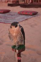 IMG_4024_Falke im Camp &ndash; &copy; Alice Teipelke (Eberhardt TRAVEL)