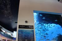 IMG_4110_Aquarium in der Dubai Mall &ndash; &copy; Alice Teipelke (Eberhardt TRAVEL)