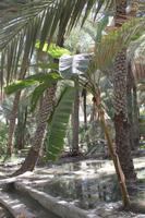 IMG_4245_Besuch einer Oase Al Ain &ndash; &copy; Alice Teipelke (Eberhardt TRAVEL)