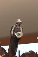 IMG_4251_Besuch des Kamelmarktes Al Ain &ndash; &copy; Alice Teipelke (Eberhardt TRAVEL)
