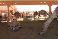 IMG_4255_Besuch des Kamelmarktes Al Ain &ndash; &copy; Alice Teipelke (Eberhardt TRAVEL)