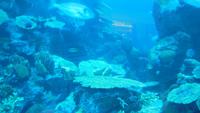 Aquarium &ndash; &copy; Heike Meinhold (Eberhardt TRAVEL)