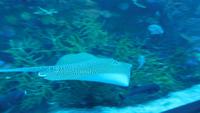 Aquarium &ndash; &copy; Heike Meinhold (Eberhardt TRAVEL)