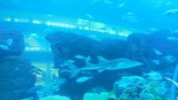 Aquarium &ndash; &copy; Heike Meinhold (Eberhardt TRAVEL)
