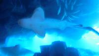 Aquarium &ndash; &copy; Heike Meinhold (Eberhardt TRAVEL)