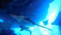 Aquarium &ndash; &copy; Heike Meinhold (Eberhardt TRAVEL)
