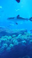 Aquarium &ndash; &copy; Heike Meinhold (Eberhardt TRAVEL)