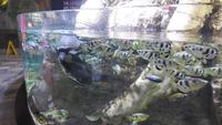 im Zoo &ndash; &copy; Heike Meinhold (Eberhardt TRAVEL)