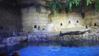Pinguine