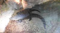 Krokodile &ndash; &copy; Heike Meinhold (Eberhardt TRAVEL)