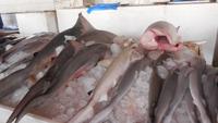 Fischmarkt &ndash; &copy; Heike Meinhold (Eberhardt TRAVEL)