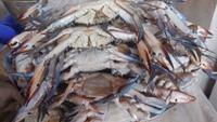 Fischmarkt &ndash; &copy; Heike Meinhold (Eberhardt TRAVEL)