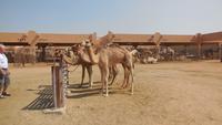 Kamelmarkt &ndash; &copy; Heike Meinhold (Eberhardt TRAVEL)