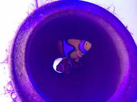093 Unterwasserzoo in der Dubai Mall &ndash; &copy; Patrick Fritzsche (Eberhardt TRAVEL)