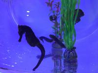 094 Unterwasserzoo in der Dubai Mall &ndash; &copy; Patrick Fritzsche (Eberhardt TRAVEL)