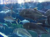095 Unterwasserzoo in der Dubai Mall &ndash; &copy; Patrick Fritzsche (Eberhardt TRAVEL)