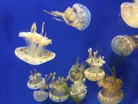 118 Unterwasserzoo in der Dubai Mall &ndash; &copy; Patrick Fritzsche (Eberhardt TRAVEL)
