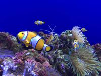 128 Unterwasserzoo in der Dubai Mall &ndash; &copy; Patrick Fritzsche (Eberhardt TRAVEL)