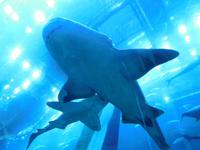 143 Aquarium in der Dubai Mall &ndash; &copy; Patrick Fritzsche (Eberhardt TRAVEL)