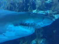 145 Aquarium in der Dubai Mall &ndash; &copy; Patrick Fritzsche (Eberhardt TRAVEL)