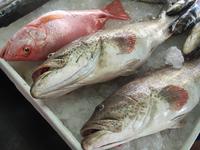 316 Fischmarkt Sharjah &ndash; &copy; Patrick Fritzsche (Eberhardt TRAVEL)