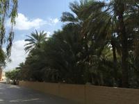 356 Oase Al Ain &ndash; &copy; Patrick Fritzsche (Eberhardt TRAVEL)