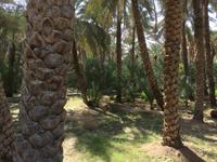 357 Oase Al Ain &ndash; &copy; Patrick Fritzsche (Eberhardt TRAVEL)