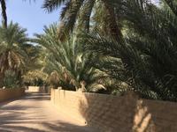 358 Oase Al Ain &ndash; &copy; Patrick Fritzsche (Eberhardt TRAVEL)