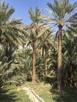 361 Oase Al Ain &ndash; &copy; Patrick Fritzsche (Eberhardt TRAVEL)
