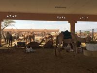 378 Kamelmarkt Al Ain &ndash; &copy; Patrick Fritzsche (Eberhardt TRAVEL)