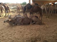 379 Kamelmarkt Al Ain &ndash; &copy; Patrick Fritzsche (Eberhardt TRAVEL)