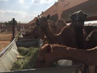 380 Kamelmarkt Al Ain &ndash; &copy; Patrick Fritzsche (Eberhardt TRAVEL)
