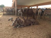 382 Kamelmarkt Al Ain &ndash; &copy; Patrick Fritzsche (Eberhardt TRAVEL)