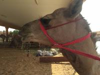 383 Kamelmarkt Al Ain &ndash; &copy; Patrick Fritzsche (Eberhardt TRAVEL)
