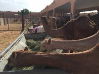 384 Kamelmarkt Al Ain &ndash; &copy; Patrick Fritzsche (Eberhardt TRAVEL)