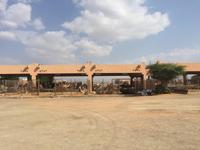 386 Kamelmarkt Al Ain &ndash; &copy; Patrick Fritzsche (Eberhardt TRAVEL)