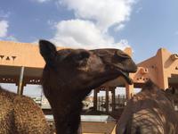 388 Kamelmarkt Al Ain &ndash; &copy; Patrick Fritzsche (Eberhardt TRAVEL)