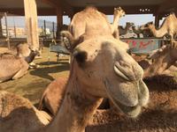 391 Kamelmarkt Al Ain &ndash; &copy; Patrick Fritzsche (Eberhardt TRAVEL)