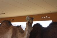 Kamelmarkt Al Ain (2) &ndash; &copy; Thomas Mühlbauer (Eberhardt TRAVEL)